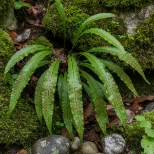 Asplenium scolopendrium