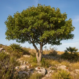 Acer monspessulanum