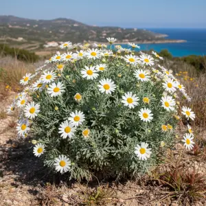 Argyranthemum frutescens 'Madeira'