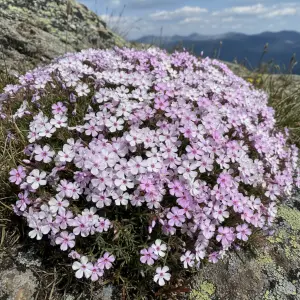 Phlox subulata