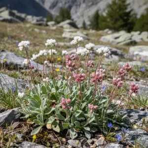 Antennaria dioica 'Alex Duguid'