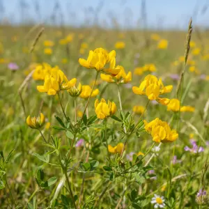 Lotus corniculatus