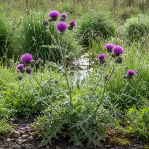 Cirsium rivulare 'Trevor's Felley'