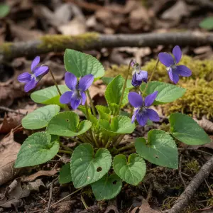 Viola × wittrockiana