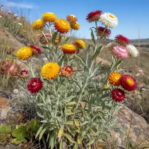 Helichrysum bracteatum