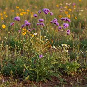 Verbena bonariensis