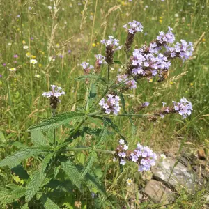 Verbena