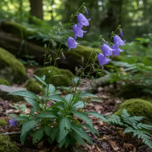 Campanula persicifolia