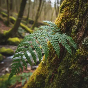 Polypodium vulgare