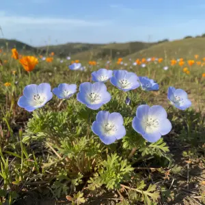 Nemophila menziesii