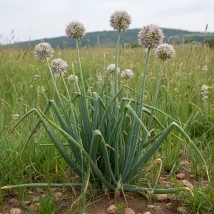 Allium