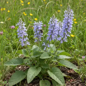 Salvia pratensis 'Sky Dance'