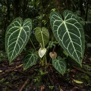Anthurium crystallinum