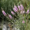 Lythrum salicaria 'Blush'