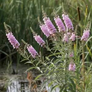 Lythrum salicaria 'Blush'