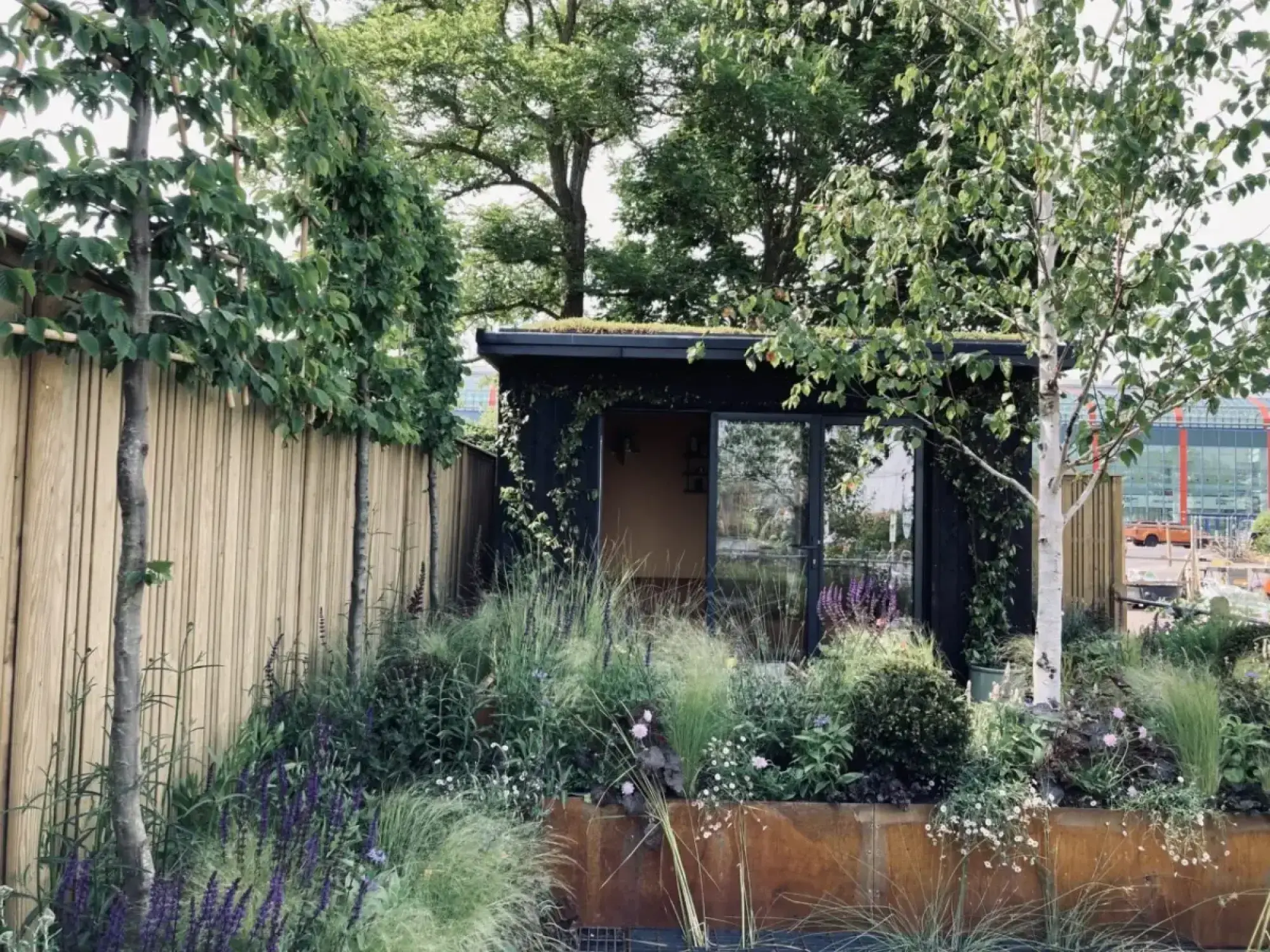 A contemporary garden features a black studio with a green roof, a rusty Corten steel planter, a silver birch, and lush planting.