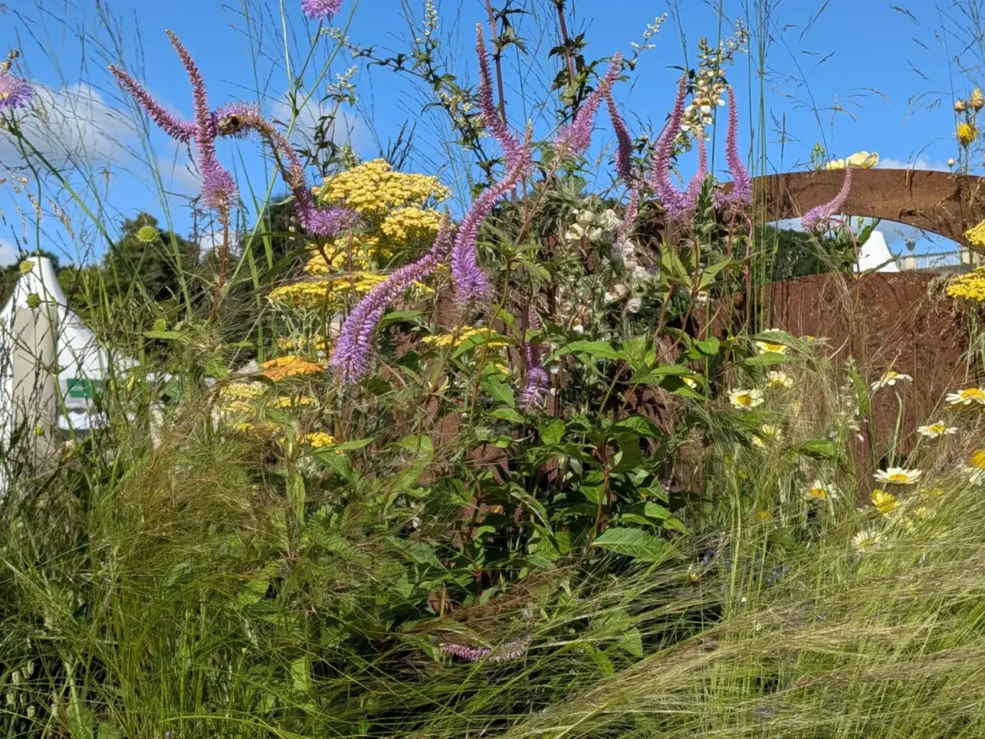 A colourful naturalistic long border features tall purple and yellow flowers, white daisies, and feathery grasses, with a rustic metal arch.