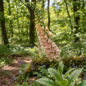 Digitalis purpurea 'Apricot Beauty'