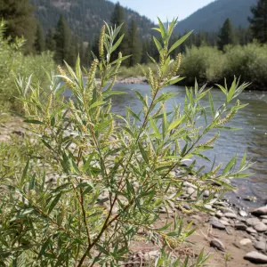 Salix exigua