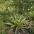 Plantago lanceolata