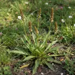 Plantago lanceolata