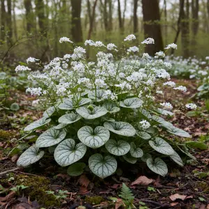 Brunnera macrophylla 'Betty Bowring'
