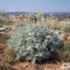 Artemisia 'Valerie Finnis'