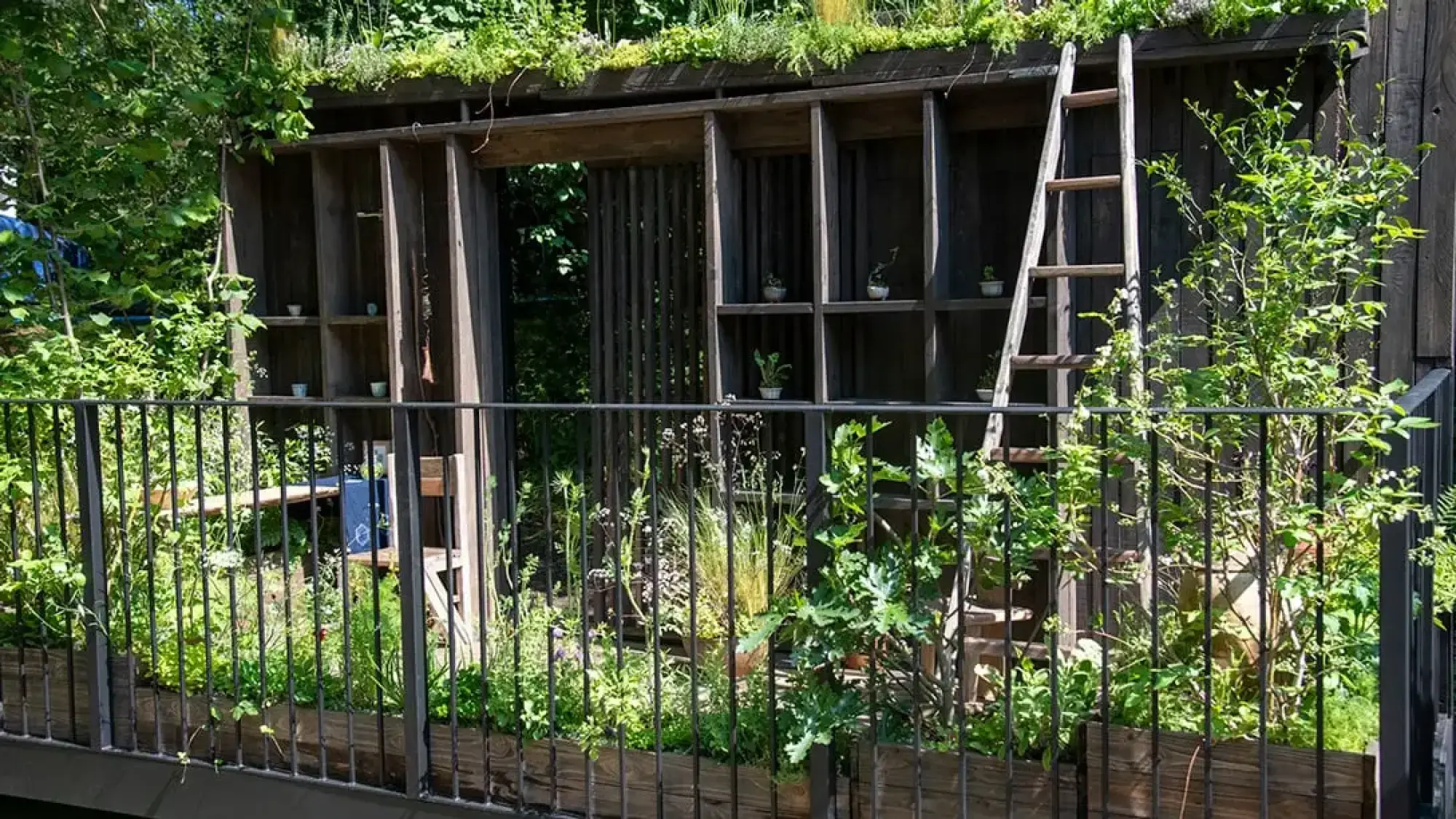 A serene balcony garden with a dark wooden shelving unit displaying small potted plants, a green roof, and planter boxes filled with lush edible greens.