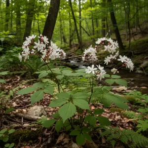 Gillenia trifoliata