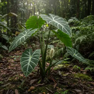 Alocasia micholitziana 'Frydek'