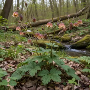 Geum spp.