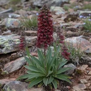 Digitalis parviflora