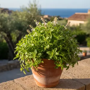 Ocimum basilicum 'Aristotle'