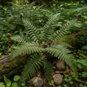 Polystichum neolobatum