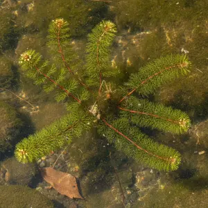 Myriophyllum spicatum 'Red Stem'