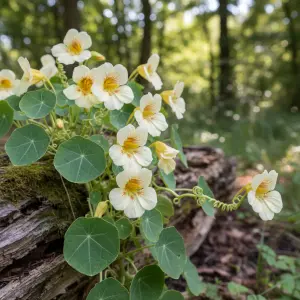 Tropaeolum majus 'Milk Maid'