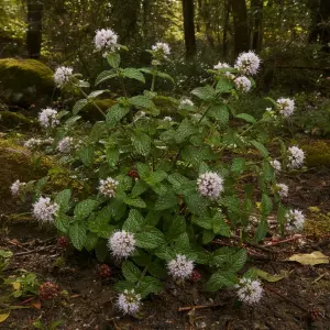Mentha 'Berries and Cream'