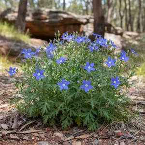 Isotoma axillaris 'Gemini Blue'
