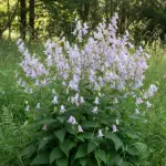 Campanula lactiflora 'Loddon Anna'