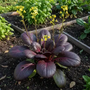 Brassica rapa 'Purple Rain'