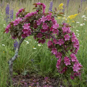 Malus 'Mokum'