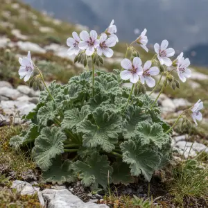 Geranium renardii