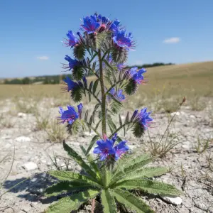 Echium vulgare