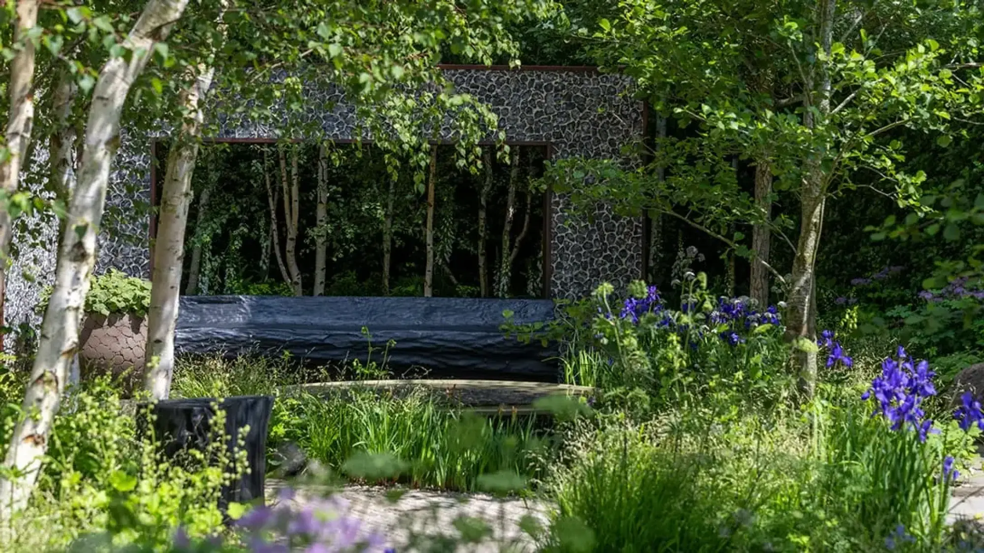 A forest bathing show garden with silver birch trees, a dark textured wall, a sculptural black bench, and lush planting with purple irises.