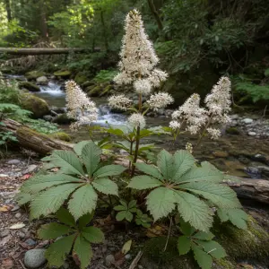 Rodgersia aesculifolia
