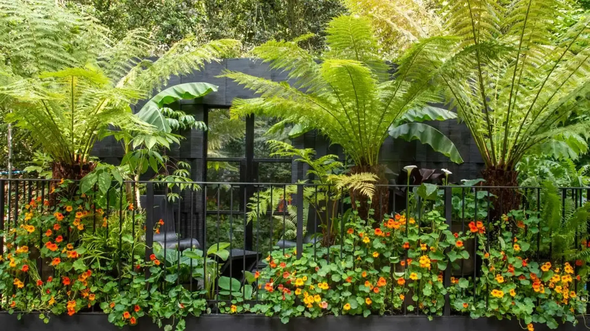 A lush balcony garden features large tree ferns and tropical plants with vibrant orange and yellow nasturtiums trailing over a black railing and wall.