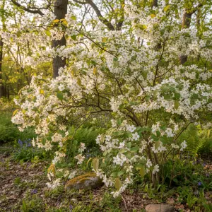 Amelanchier lamarckii