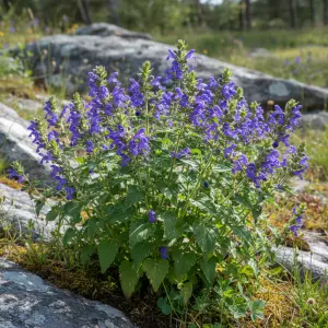Scutellaria 'Blue Fire'