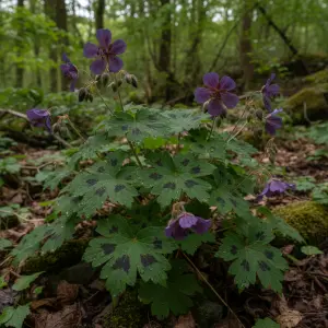 Geranium phaeum 'Raven'