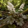 Rodgersia podophylla 'Chocolate Wing'